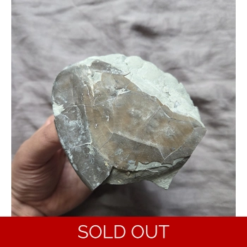 Huge Rare Partial ..