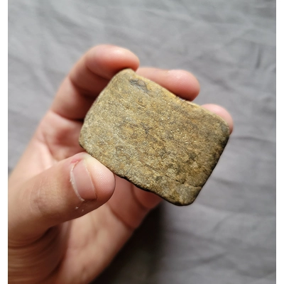 Rare Partial Megalonyx Giant Sloth Mammal Fossil Tooth Pliestocene Texas