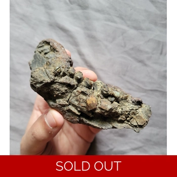 Rare Deer Jaw Mamm..