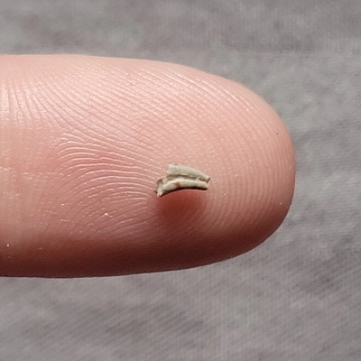 Very Rare Triassic Theropod Hand Claw Partial Fossil Dinosaur Bone Coelophysis