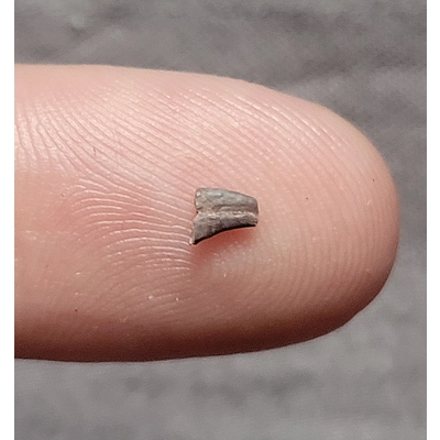 Very Rare Triassic Theropod Hand Claw Partial Fossil Dinosaur Bone Coelophysis