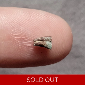 Very Rare Triassic..