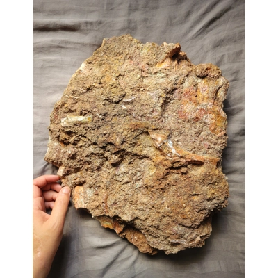 Rare Huge Trimerorhachis Fossil Amphibian Bone Partial Fossil Skeleton Permian