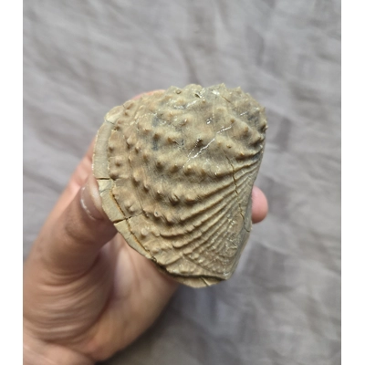 Rare Beautifully Detailed Trigonia Sea Shell Fossil Brachiopod Portugal Jurassic Rare Beautifully Detailed Trigonia Sea Shell Fossil Brachiopod Portugal Jurassic
