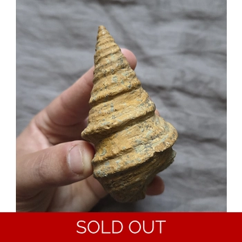 Rare Gymnentone Ga..