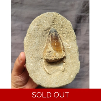 Huge Rare Mosasaur..