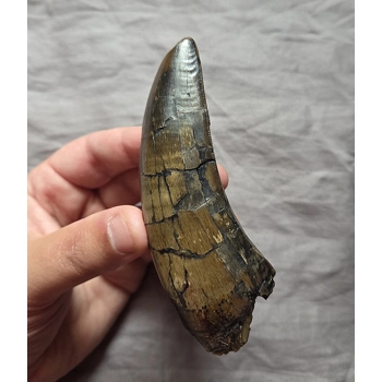 Monster T-Rex Toot..