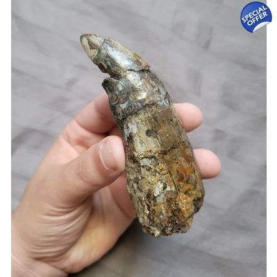 Ultra Rare Torvosaurus Giant Jurassic Theropod Dinosaur Tooth Fossil Ultra Rare Torvosaurus Giant Jurassic Theropod Dinosaur Tooth Fossil