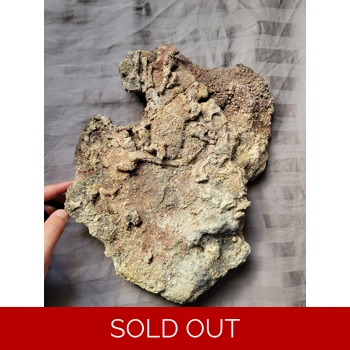 Rare Huge Trimeror..