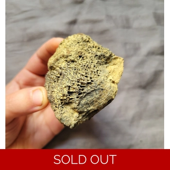 Rare Large Tyranno..