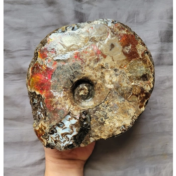 Rare Bargain Gem Red Ammolit..