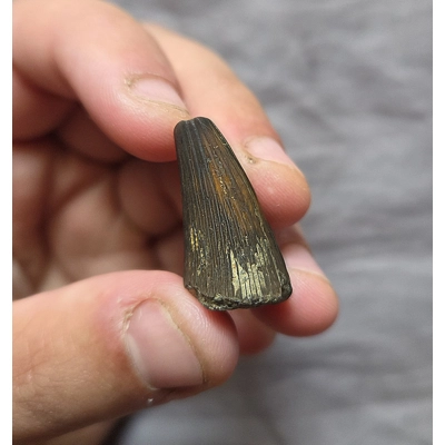 Ultra Rare Pliosaur Tooth Fossil From The Uk Sea Tyrannosaurus Rex T-Rex Ultra Rare Pliosaur Tooth Fossil From The Uk Sea Tyrannosaurus Rex T-Rex