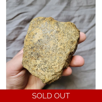 Ultra Rare Pachyce..