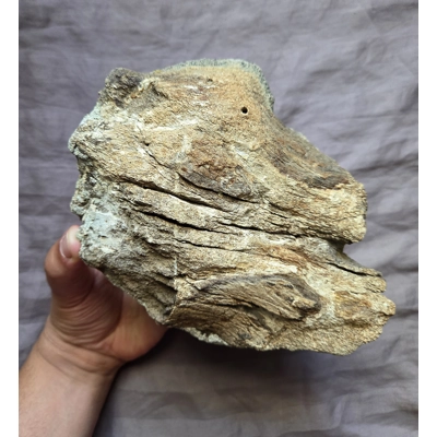 Rare Huge Triceratops Fossil Skull Chunk Bone Dinosaur Hell Creek Formation Rare Huge Triceratops Fossil Skull Chunk Bone Dinosaur Hell Creek Formation