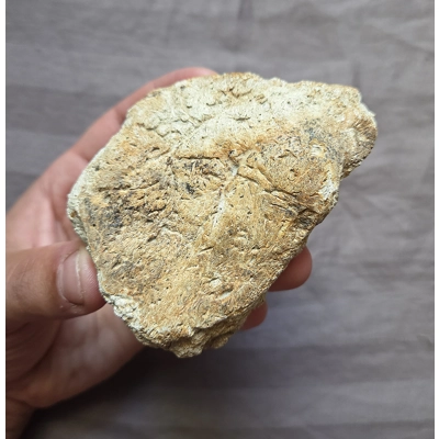 Rare Nice Ankylosaurus Scute Fossil Bone Dinosaur Hell Creek Formation Rare Nice Ankylosaurus Scute Fossil Bone Dinosaur Hell Creek Formation