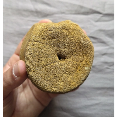 Rare Large Pliosaur Sp Vertebra Bone Fossil From The Uk Jurassic Kimmeridge Clay Rare Large Pliosaur Sp Vertebra Bone Fossil From The Uk Jurassic Kimmeridge Clay