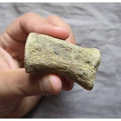 Very Rare UK Jurassic Sauropod Tail Vertebra Bone Fossil Dinosaur Piece Very Rare UK Jurassic Sauropod Tail Vertebra Bone Fossil Dinosaur Piece