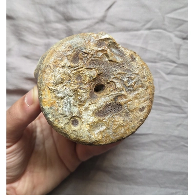 Rare Large Pliosaur Sp Vertebra Bone Fossil From The Uk Jurassic Kimmeridge Clay