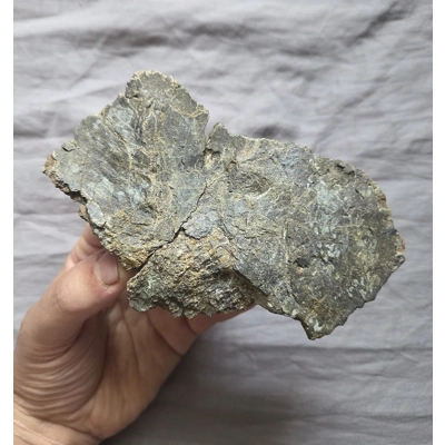 Very Rare Tyrannosaur Jaw Skull Bone Piece Fossil Theropod Dinosaur Very Rare Tyrannosaur Jaw Skull Bone Piece Fossil Theropod Dinosaur