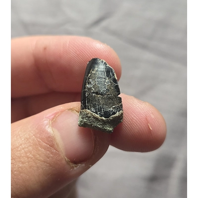 Ultra Rare Neovenator UK Fossil Theropod Dinosaur Tooth Isle Of Wight Ultra Rare Neovenator UK Fossil Theropod Dinosaur Tooth Isle Of Wight