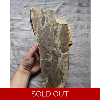 Museum Quality Ver..