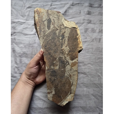 Museum Quality Very Rare Eocene Forest Floor Plant Fossil Leaves McAbee Canada Museum Quality Very Rare Eocene Forest Floor Plant Fossil Leaves McAbee Canada
