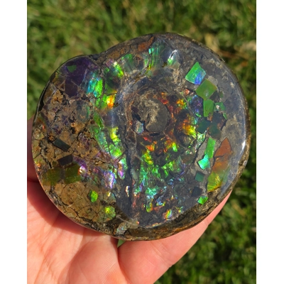 Ultra Rare Gem Baby Placenticeras Intercalare Ammolite Ammonite Fossil Canada