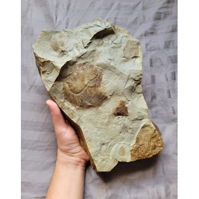 Rare Dinosaur Age Cretaceous Plant Fossils Leaves Lance Fm Wyoming