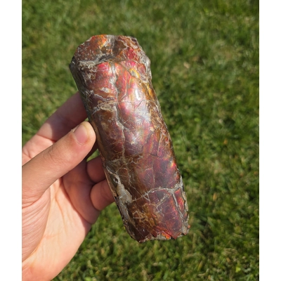 Very Rare Large Gem Red Ammolite Baculite Fossil Shell From Canada Ammonite