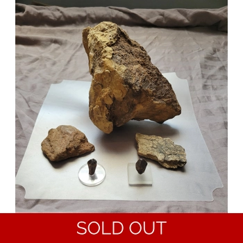 Rare Triceratops D..