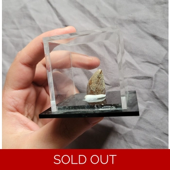 Rare Daspletosauru..