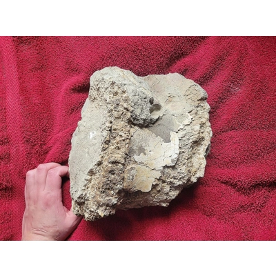 Very Rare Giant TYRANNOSAURUS REX Trex Fossil Dinosaur Vertebra Bone Hell Creek