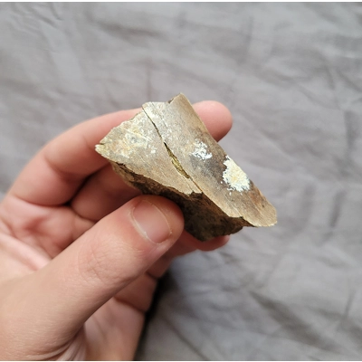 Rare Quality Tyrannosaurus Rex T-Rex Leg Bone Chunk Fossil Theropod Dinosaur