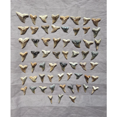 61 Rare Hemipristis Shark Teeth Fossil Lot From Florida Megalodon Age