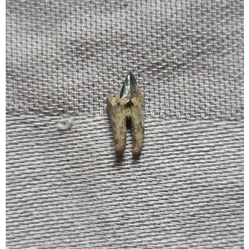 Very Rare Dinosaur..