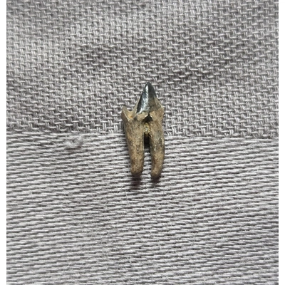 Very Rare Dinosaur Age Mammal Tooth Fossil Hellcreek Fm Montana Very Rare Dinosaur Age Mammal Tooth Fossil Hellcreek Fm Montana