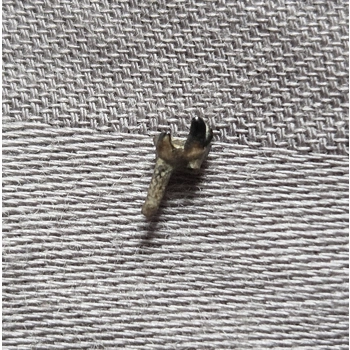 Very Rare Dinosaur..