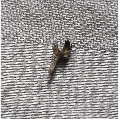 Very Rare Dinosaur Age Mammal Tooth Fossil Hellcreek Fm Montana