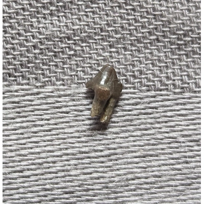 Very Rare Dinosaur Age Mammal Tooth Fossil Hellcreek Fm Montana