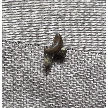 Very Rare Dinosaur..