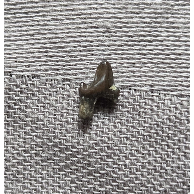 Very Rare Dinosaur Age Mammal Tooth Fossil Hellcreek Fm Montana