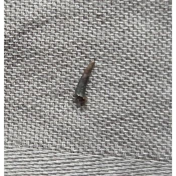 Very Rare Dinosaur..