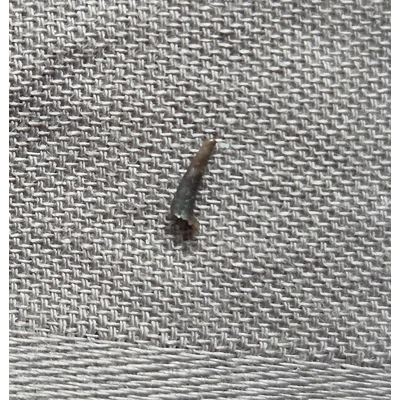 Very Rare Dinosaur Age Mammal Tooth Fossil Hellcreek Fm Montana