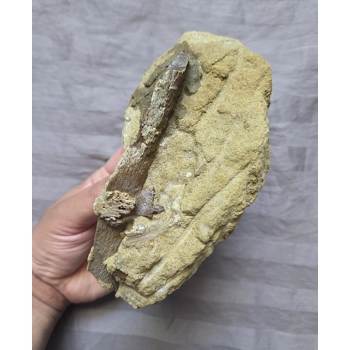 Handheld Hadrosaur..