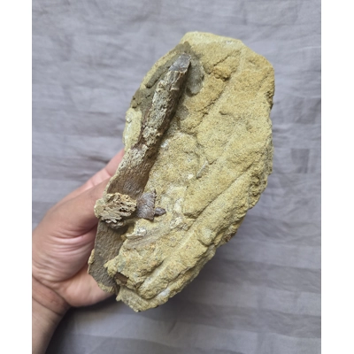 Handheld Hadrosaurus Dinosaur Fossil Bones And Teeth In Matrix Lance Fm Wyoming