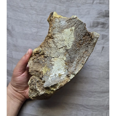 Large Hadrosaurus Dinosaur Fossil Pelvic Bone Ilium In Matrix Lance Fm Wyoming