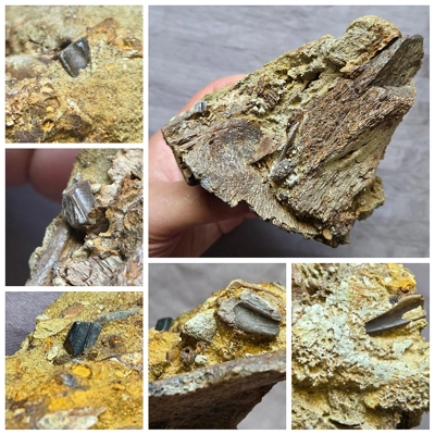 Handheld Hadrosaurus Dinosaur Fossil Bones And Teeth In Matrix Lance Fm Wyoming