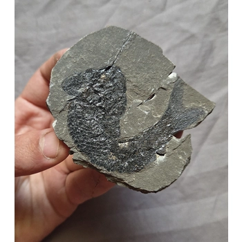 Very Rare Nice Det..