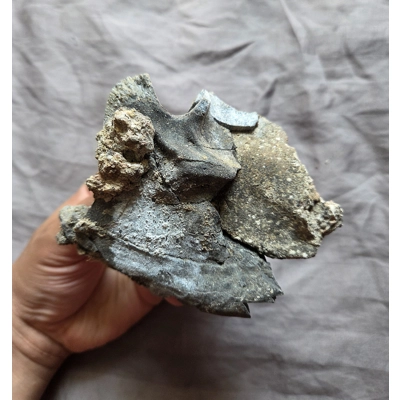 Very Rare Torvosaurus? Theropod Jaw Skull Bone Piece Jurassic Dinosaur Fossil