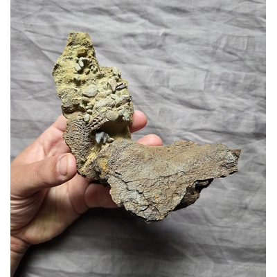 Handheld Hadrosaurus Dinosaur Fossil Bones And Teeth In Matrix Lance Fm Wyoming Handheld Hadrosaurus Dinosaur Fossil Bones And Teeth In Matrix Lance Fm Wyoming